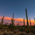 Saguaro National Park (c) Visit Tuscon