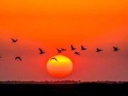 Manitoba im Frühling: Paradies für Vogelfreunde Manitoba (c) Dennis Fast (Courtesy of Travel Manitoba)