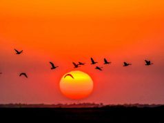 Manitoba im Frühling: Paradies für Vogelfreunde Manitoba (c) Dennis Fast (Courtesy of Travel Manitoba)