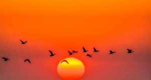 Manitoba im Frühling: Paradies für Vogelfreunde Manitoba (c) Dennis Fast (Courtesy of Travel Manitoba)