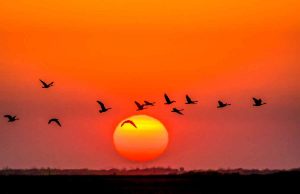 Manitoba im Frühling: Paradies für Vogelfreunde Manitoba (c) Dennis Fast (Courtesy of Travel Manitoba)