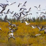 Schneegänse in Manitoba (c)  Dennis Fast (Courtesy of Travel Manitoba)