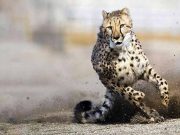 Aktivitäten für die ganze Familie in Nevada Animal Ark © Travel Nevada