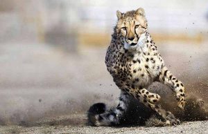 Aktivitäten für die ganze Familie in Nevada Animal Ark © Travel Nevada