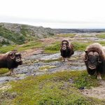 Ungava Polar Eco-tours (c) Ungava Polar Eco-tours Inc.