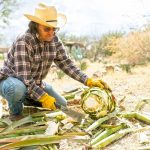 Agaven (c) Agave Heritage Festival