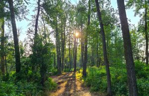 „Wald der Heilung“ nahe Edmonton eröffnet Healing Forest (c) Prairie Gardens