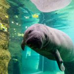 Manatees (c) Keir Magoulas, Visit Tampa Bay