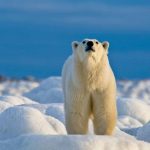 Eisbär (c) Dennis Fast (Courtesy of Travel Manitoba)