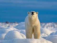 Churchill: Faszinierende Fakten über Eisbären Eisbär (c) Dennis Fast (Courtesy of Travel Manitoba)