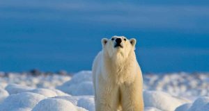 Churchill: Faszinierende Fakten über Eisbären Eisbär (c) Dennis Fast (Courtesy of Travel Manitoba)