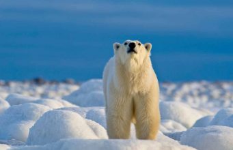 Churchill: Faszinierende Fakten über Eisbären Eisbär (c) Dennis Fast (Courtesy of Travel Manitoba)