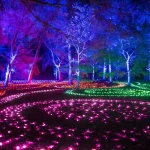 Lightscape Brooklyn Botanic Garden   (c) Brooklyn Botanic Garden