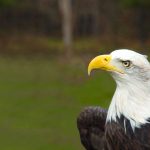 Weisskopfseeadler (c) Travel Oregon
