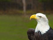 Oregons tierische Weggefährten Weisskopfseeadler (c) Travel Oregon
