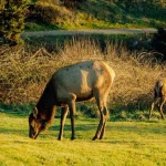 Hirsche (c) Travel Oregon