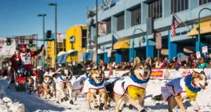 Iditarod: 100 Jahre “Serum-Run nach Nome“ Iditarod Start in Anchorage © jodyo.photos
