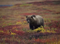 Herbst in den Northwest Territories