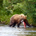 Bär / Katmai Nationalpark (c) Chris McLennan (Travel Alaska)