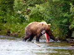 Der Katmai Nationalpark: Ein unvergessliches Erlebnis im Herzen Alaskas Bär / Katmai Nationalpark (c) Chris McLennan (Travel Alaska)