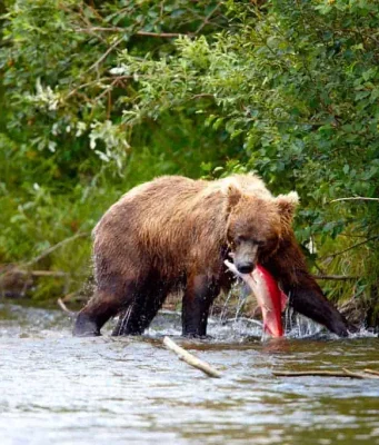 Der Katmai Nationalpark: Ein unvergessliches Erlebnis im Herzen Alaskas Bär / Katmai Nationalpark (c) Chris McLennan (Travel Alaska)