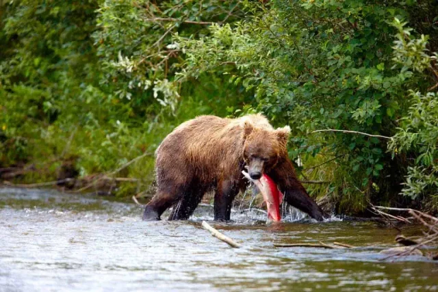 Bär / Katmai Nationalpark (c) Chris McLennan (Travel Alaska)