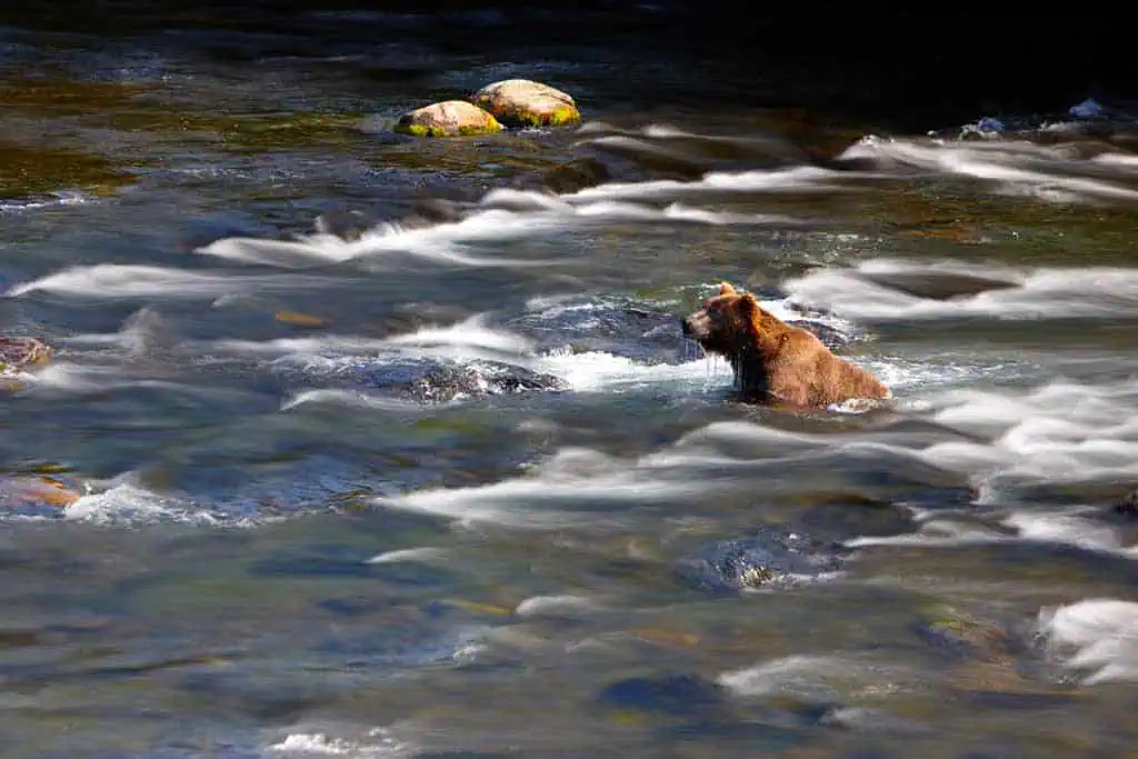 Bär / Katmai Nationalpark (c) Chris McLennan (Travel Alaska)