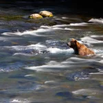 katmai-np-04